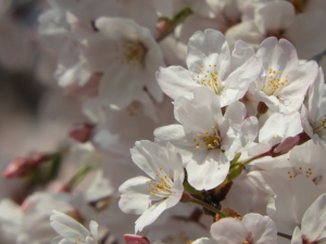 桜の写真１－１