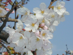 桜の写真５