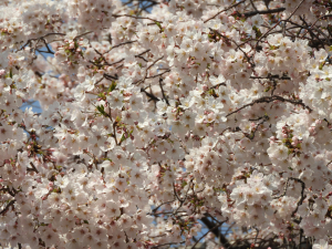 桜の写真２－１